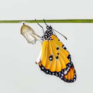 trasformazione del dolore
